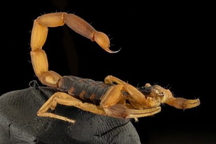 A up close picture of a scorpion.
