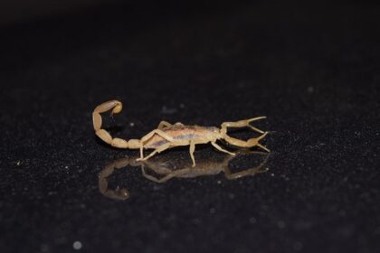 Scorpion crawling on counter.